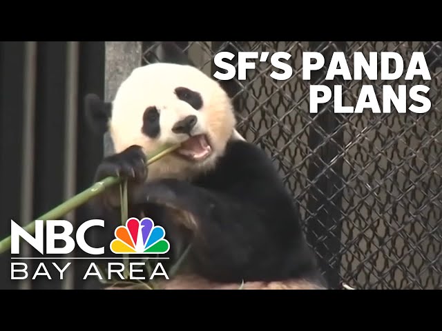 SF mayor's plan to bring pandas to the city faces some road bumps