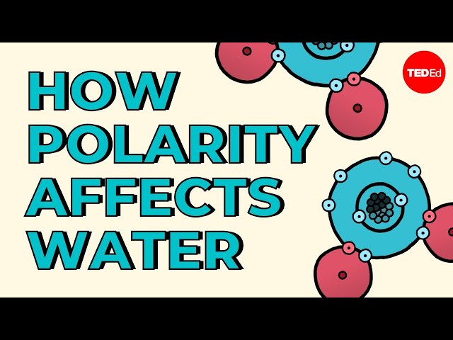 How polarity makes water behave strangely - Christina Kleinberg