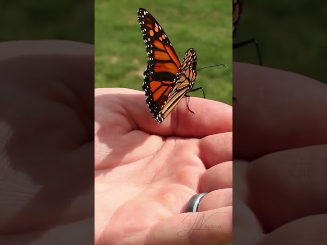 The Butterfly's Struggle | Short Inspirational Story
