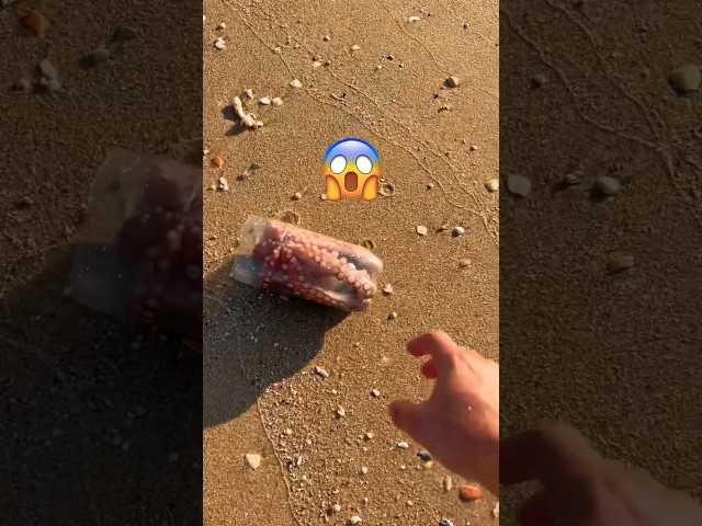 UNBELIEVABLE! Saving Octopus stuck in plastic bottle 🐙 #shorts