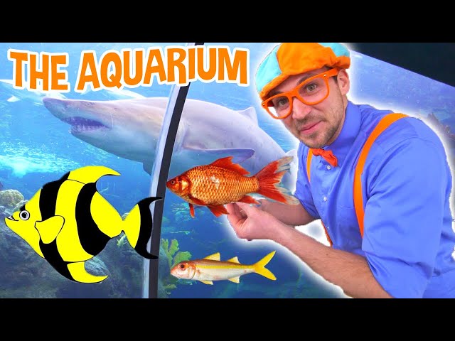 Blippi Visits The Aquarium - Learn Fish and Animals for Kids | Educational Videos For Toddlers