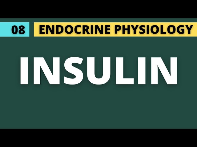 08 INSULIN - ENDOCRINE PANCREAS | ENDOCRINE PHYSIOLOGY