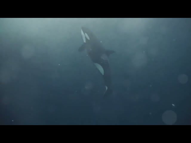 Oceans Titans Clash: Sperm Whale VS Orca