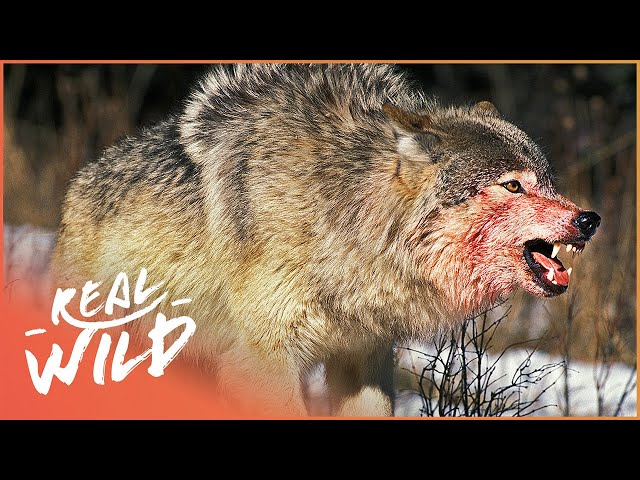 The War Of The Wolf Packs - Part 1 (Wolf Documentary HD) | White Wolf | Real Wild