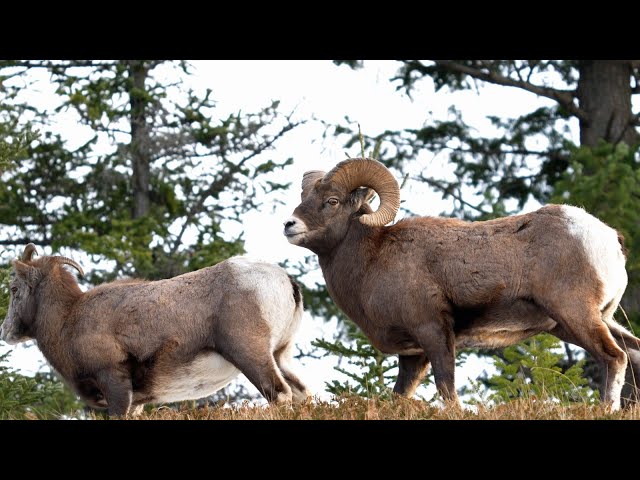 Young Ram Comes in Hot towards Rival During the Rut