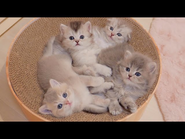 The kittens are so cute that they look angry because their owner is late coming home...
