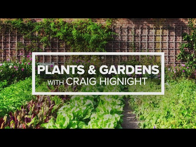 Craig is back in studio to answer your plants & garden questions | April 10, 2024