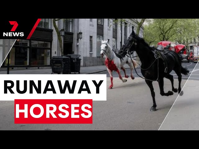 Horses, including one covered in blood, run amok in London leaving four injured | 7 News Australia
