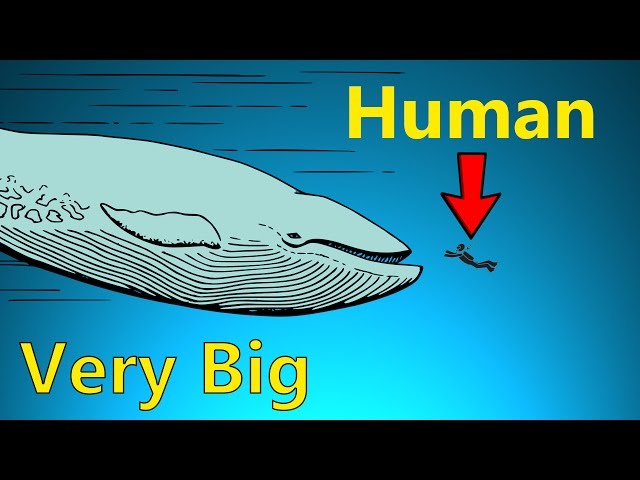 How Big Do Sea Creatures Get?