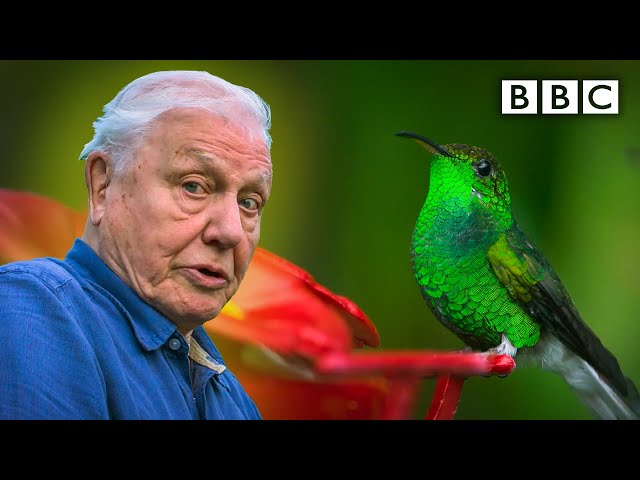 David Attenborough meets a very glamorous hummingbird 😍 BBC