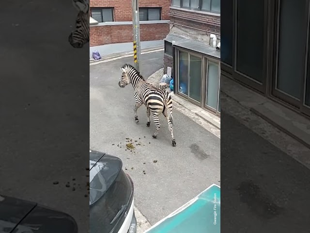 Zebra That Escaped From Seoul Zoo Has a Heartbreaking Backstory