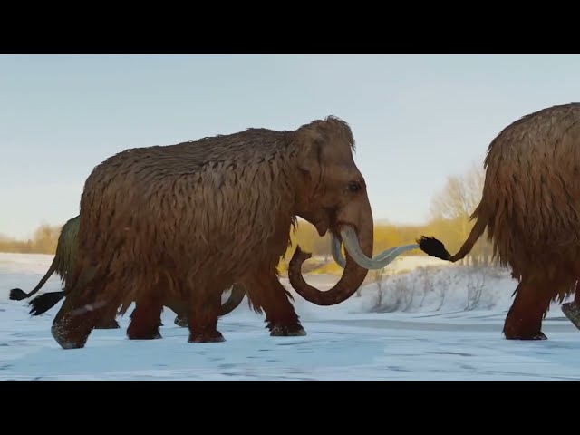 Can Scientists ressurect the Woolly Mammoth 🦣