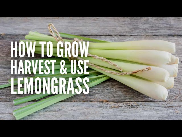 How to Grow, Harvest and Use Lemongrass