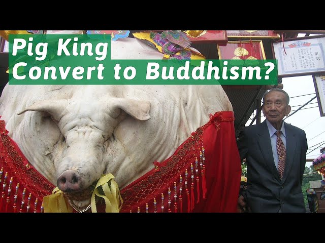 1,100 kilogram pig king converted to Buddhism, China even made a documentary about it