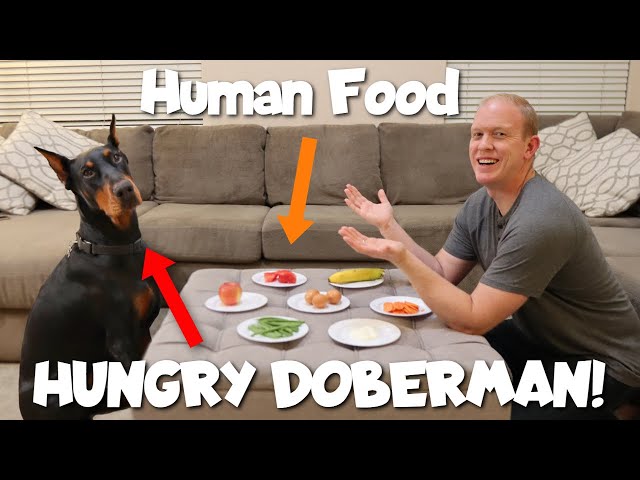 10 Human Foods Your Dog Can Eat - A Taste Test!