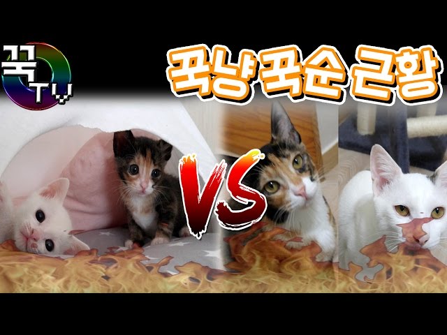 고양이 꾹냥이꾹순이 과거vs현재 비교!! & 근황영상 (낚시주의) [꾹TV]