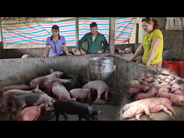 Avoid buying pigs infected with African cholera.  Buy piglets from a reputable place. ( Ep 261)