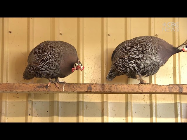These guinea fowl will keep your farm tick free if you can put up with the noise