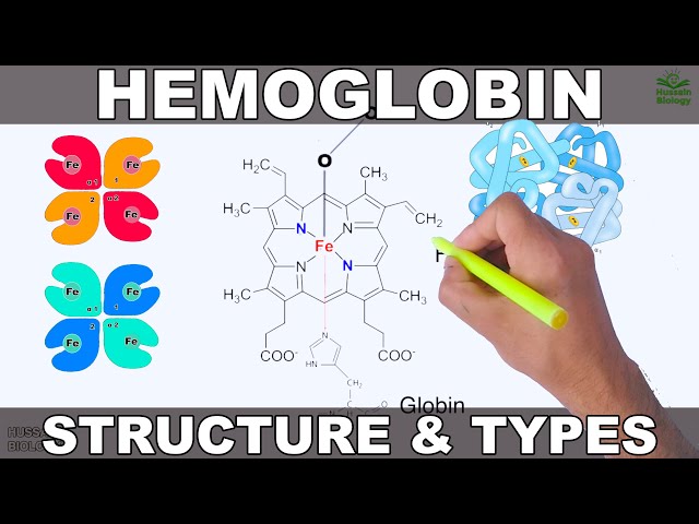 Hemoglobin | Structure and Types