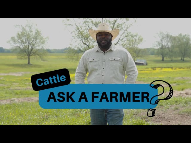 Ask a Farmer, Ep. 5: Cattle Questions