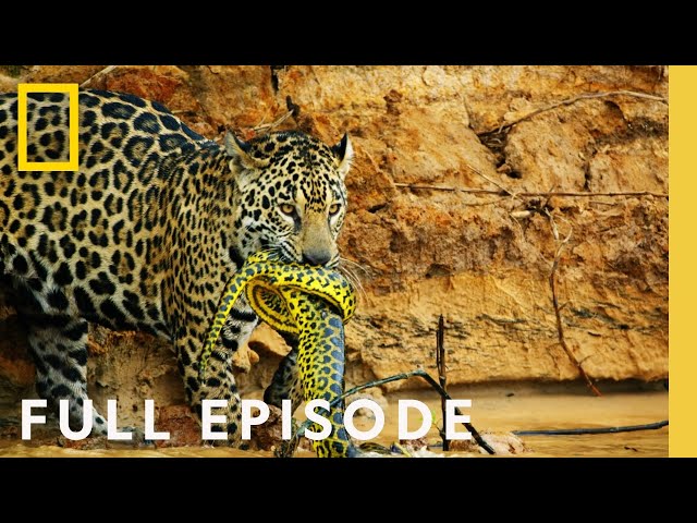 Jungles: Survival of the Fittest (Full Episode) | Hostile Planet