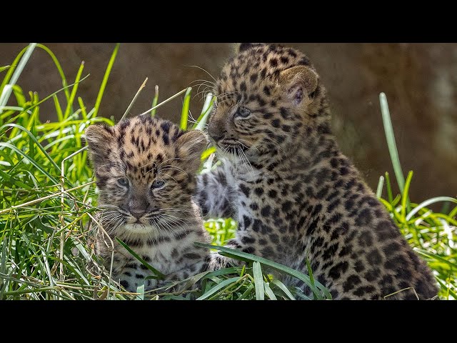 Endangered Amur Leopard Cubs Pounce and Play