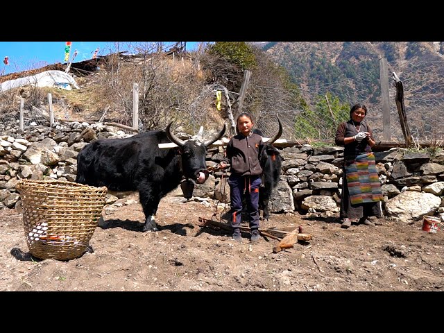 Tibetan Village Life high in the Himalayas. Life in the mountains