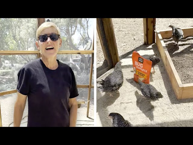Ellen Responds to Your Questions About Her Chickens