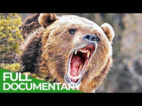Grizzly Country -  The Heart of Yellowstone National Park | Free Documentary Nature