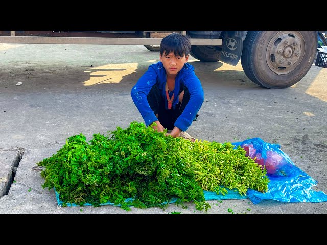Orphan Boy -60 Day Picking Green Vegetables, Catching Honey, Snail, and Bamboo shoots to Sell