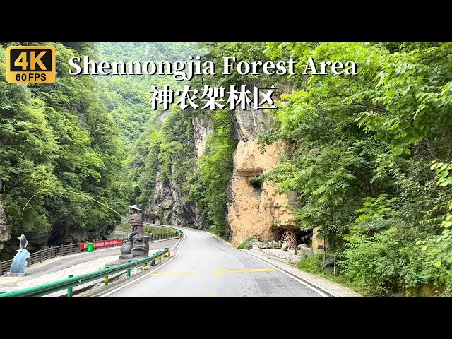Drive through the Shennongjia forest area - the most mysterious virgin forest in China-4K HDR