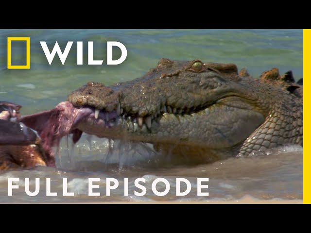 Animal Fight Night: When Sharks and Crocodiles Go Head to Head (Full Episode) | Dangerous Encounters