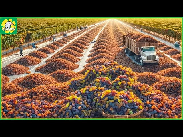 Grape Farm - US Farmers Harvest & Process 773 Million Pounds Of Raisins This Way