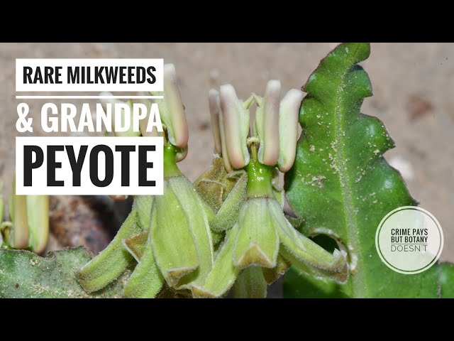 The Rarest Milkweed in Texas
