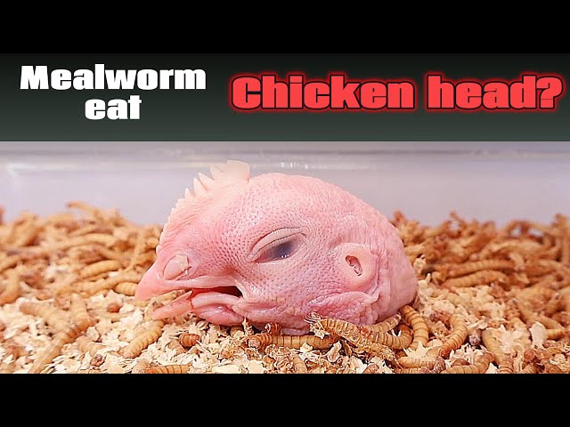 Mealworm eat Chicken head???