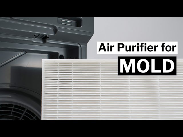 The Best Air Purifier for Mold