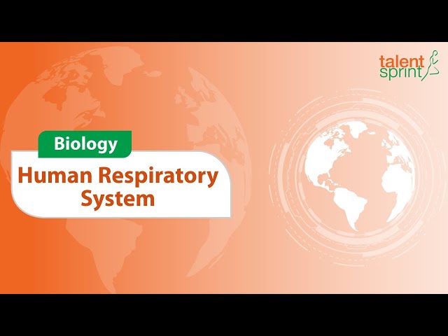 Human Respiratory System | Biology | General Awareness | TalentSprint Aptitude Prep