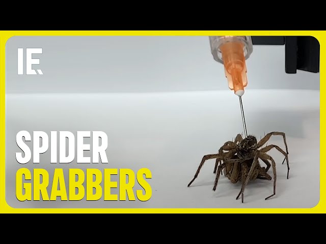 Dead Spiders Used as Efficient Micro-Grabbers