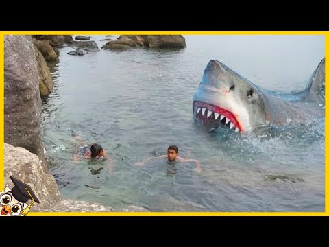 Die 15 schrecklichsten Hai Momente, die auf Kamera festgehalten wurden