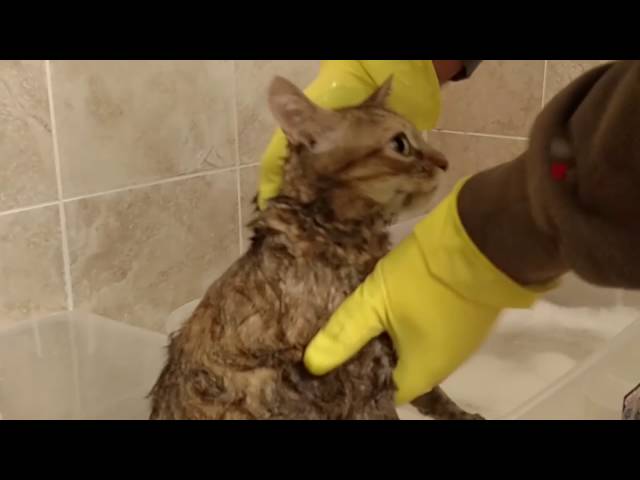 How to Wash a Cat from Hell , Bath time for Ellie