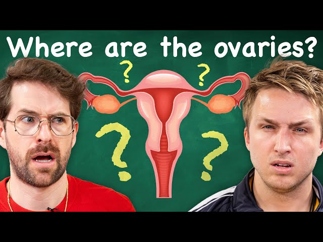 Do Men Know Reproductive Anatomy?