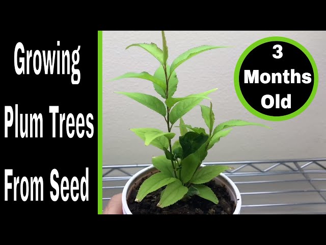 How To Grow Plum Trees From Seed, 0-3 Months