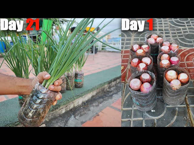 Brilliant idea | Growing Onions in Plastic Bottle at Home