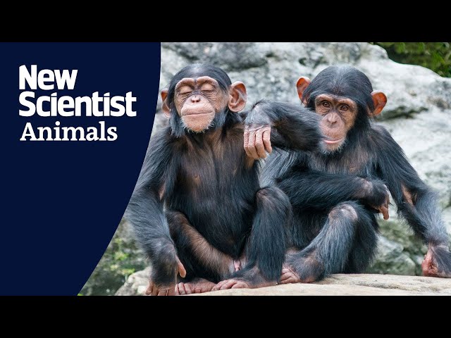 Watch mischievous apes playfully tease each other
