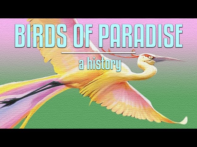 The Curious Case of Birds of Paradise