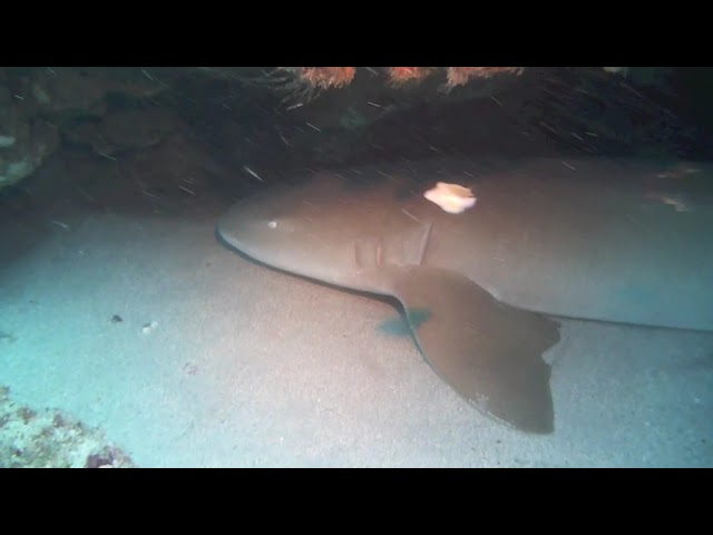 Shark Diving Jupiter, FL 03 22 2014