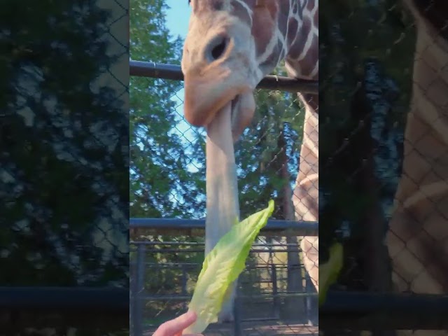 Blippi Feeds a Giraffe at the Zoo! | Blippi Shorts | #shorts #blippi #animals