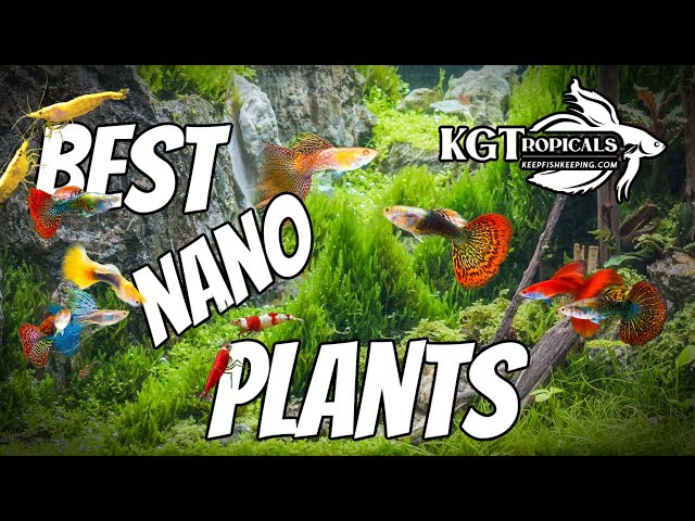 Don't Buy Plants YET, Watch This First!