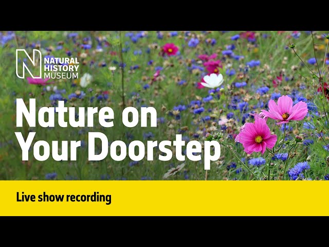 Nature on Your Doorstep | Live Talk with NHM Scientist