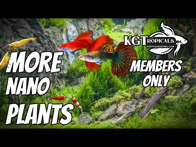 More Of The Best Nano Plants (Members Only)